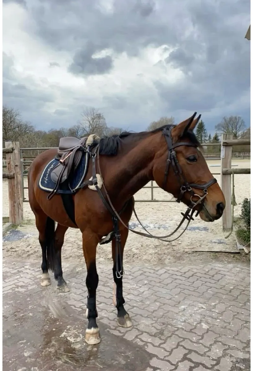 WANTED - 7yrs + Gelding 15.2H +