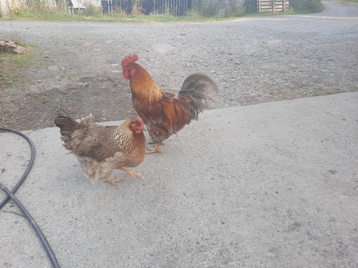 Pullets - Image 4