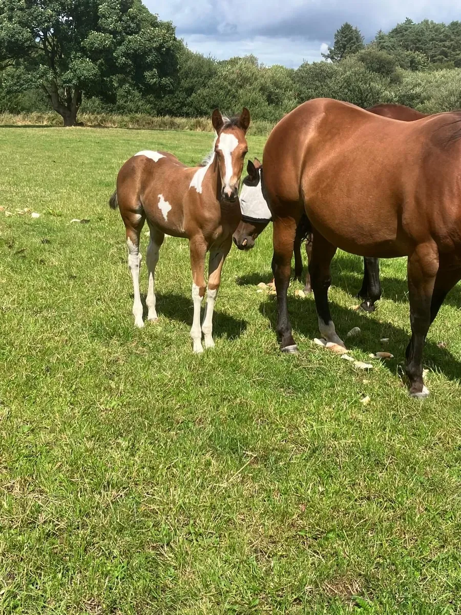 Mare and foal - Image 4