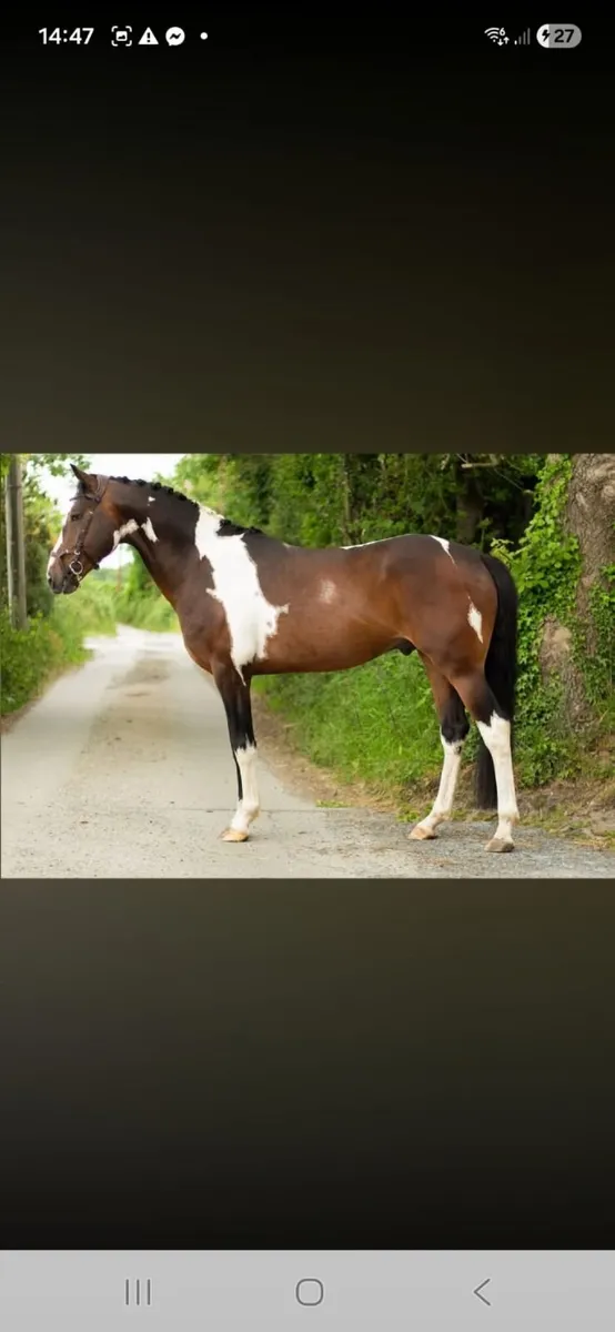 Mare and foal - Image 2