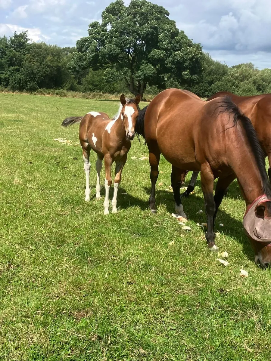 Mare and foal - Image 1
