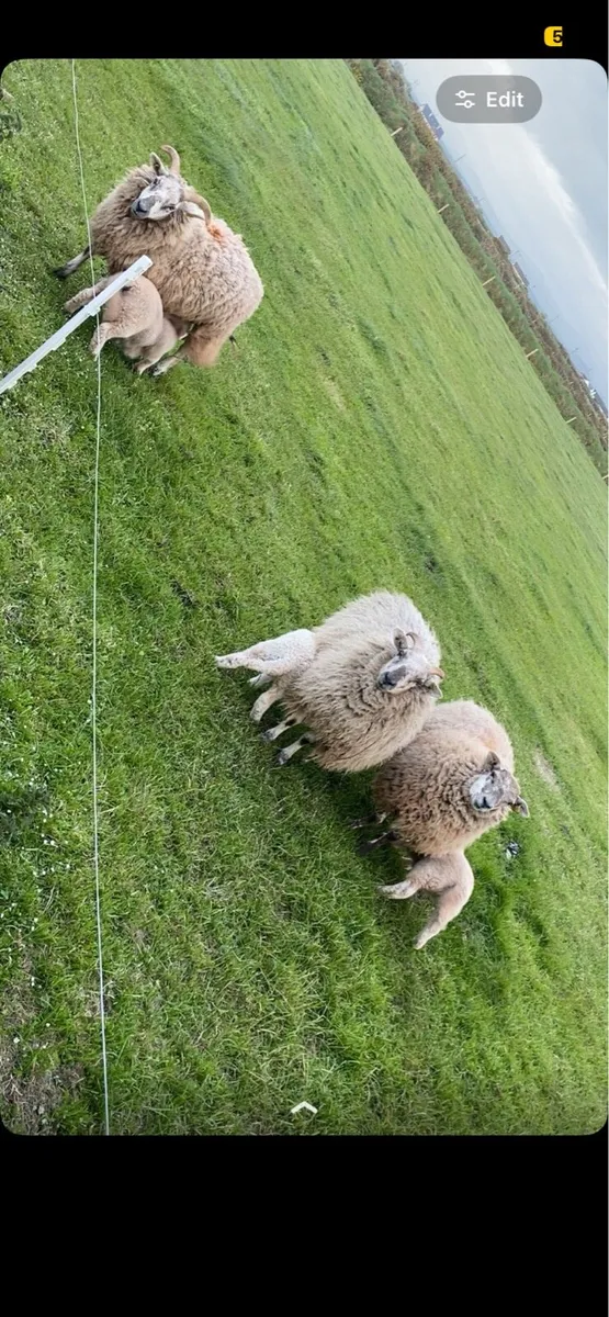 3 hogget ewes - Image 3