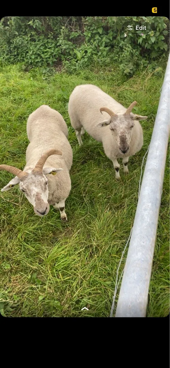 3 hogget ewes - Image 1
