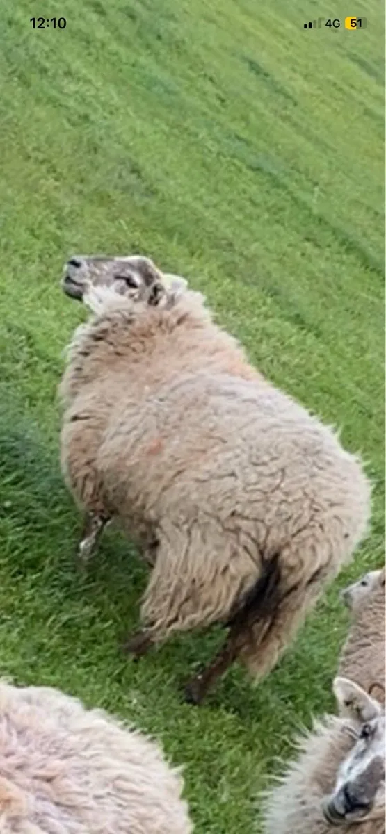 3 hogget ewes - Image 2