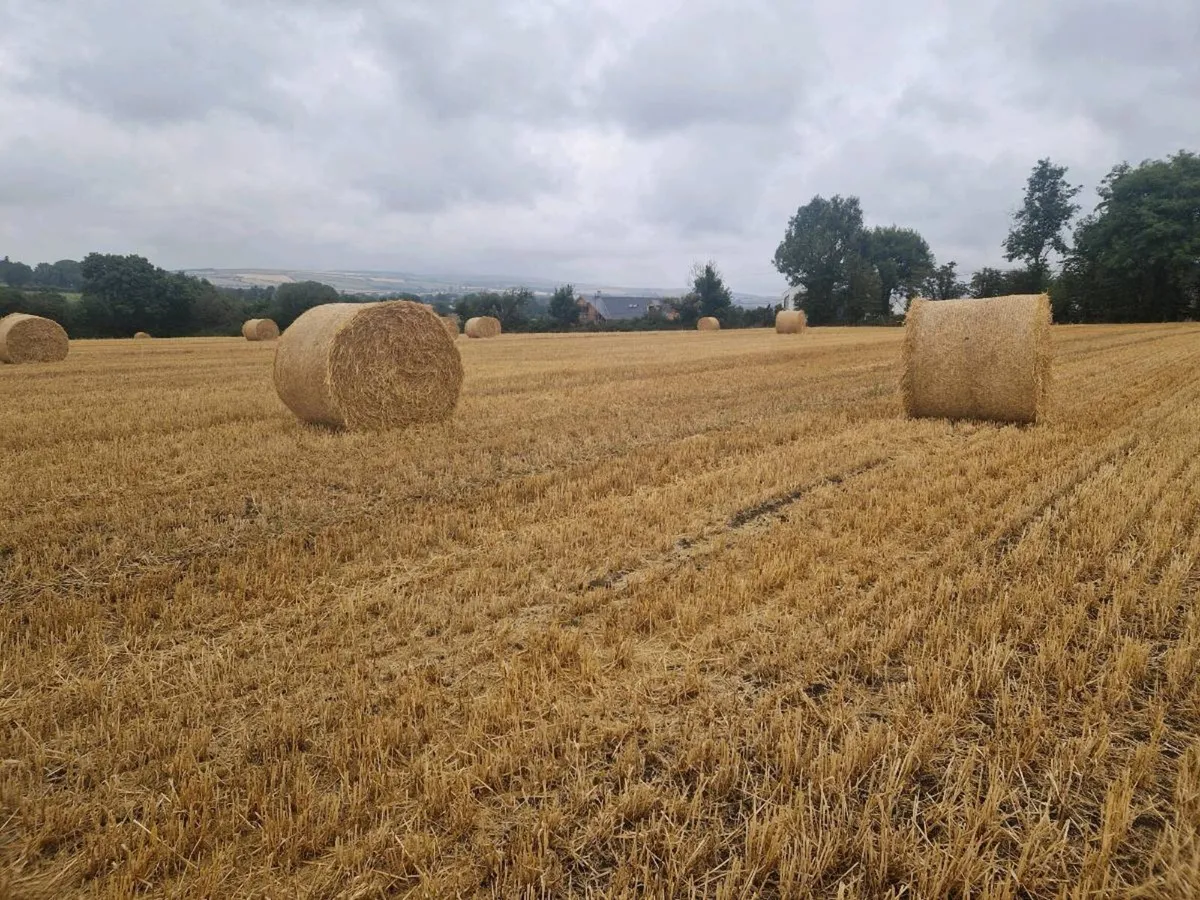 Oaten Straw - Image 2