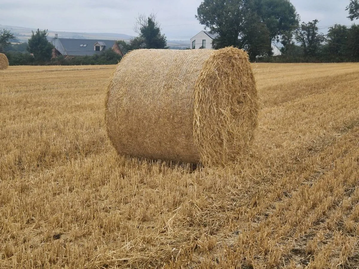 Oaten Straw - Image 1