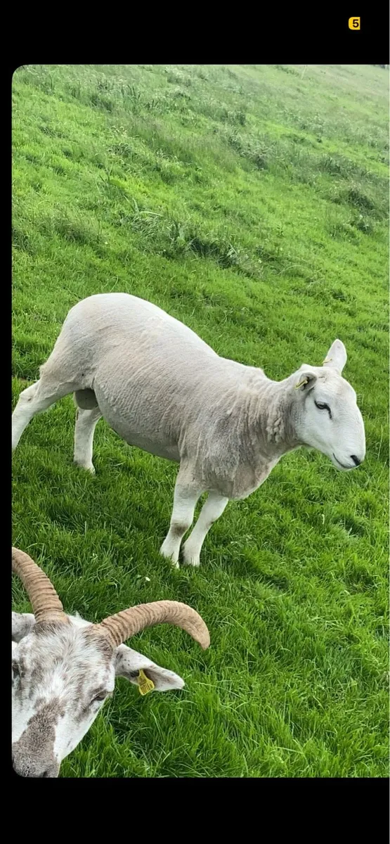 3 hogget ewes - Image 4