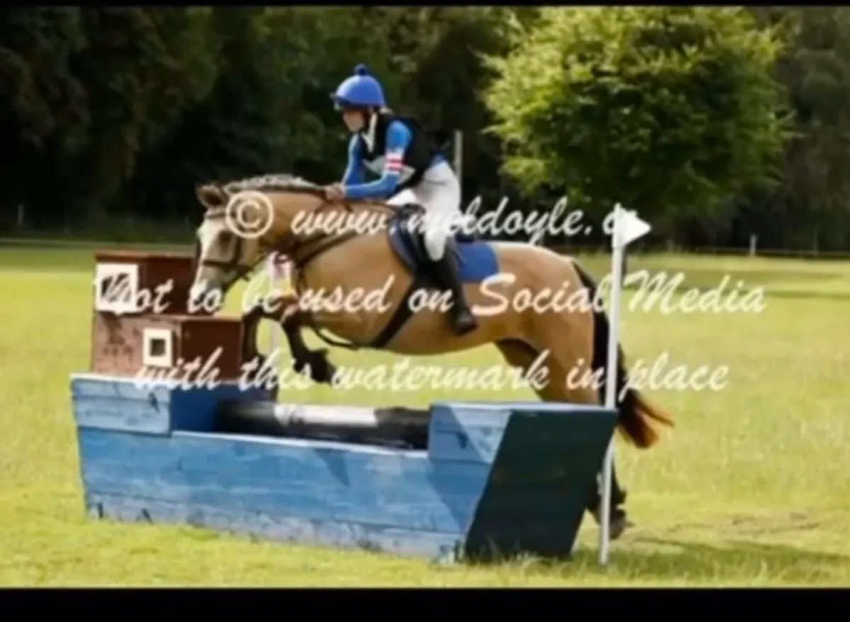 Pony - Image 2