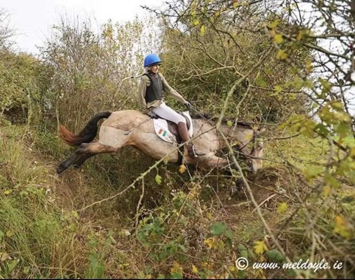 Pony - Image 3