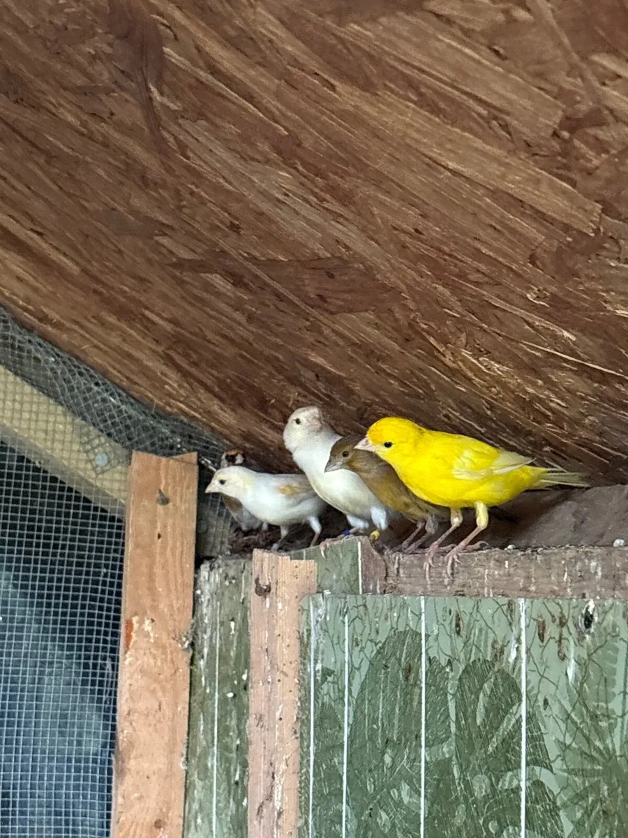 Canaries - Image 2