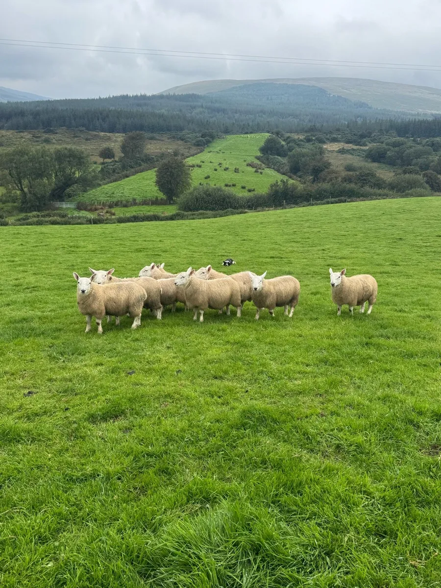 PBNR north county ram lambs and hogget rams - Image 2