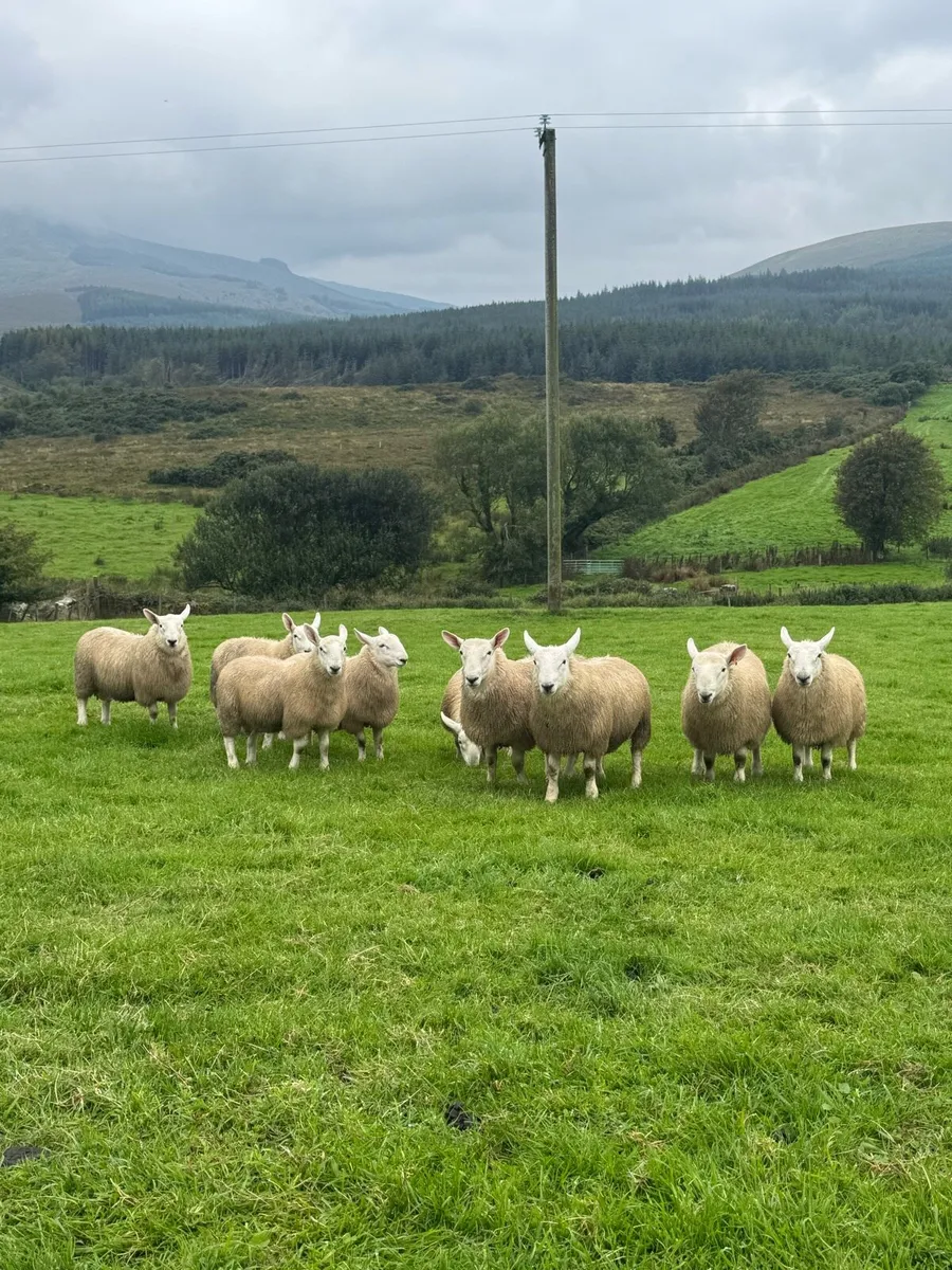 PBNR north county ram lambs and hogget rams - Image 1