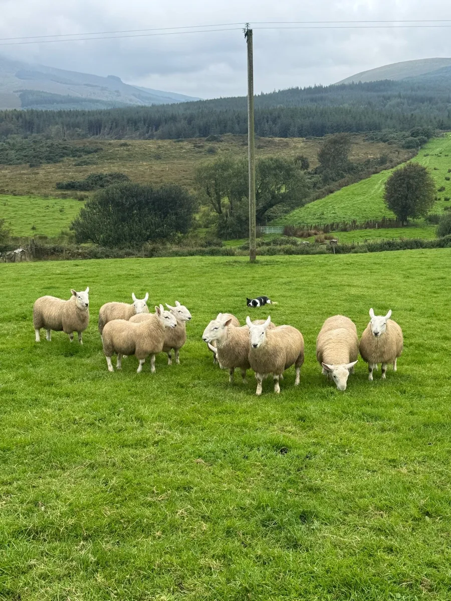 PBNR north county ram lambs and hogget rams - Image 3