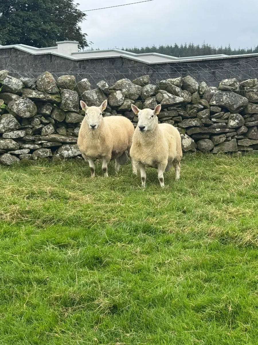 PBNR north county ram lambs and hogget rams - Image 4