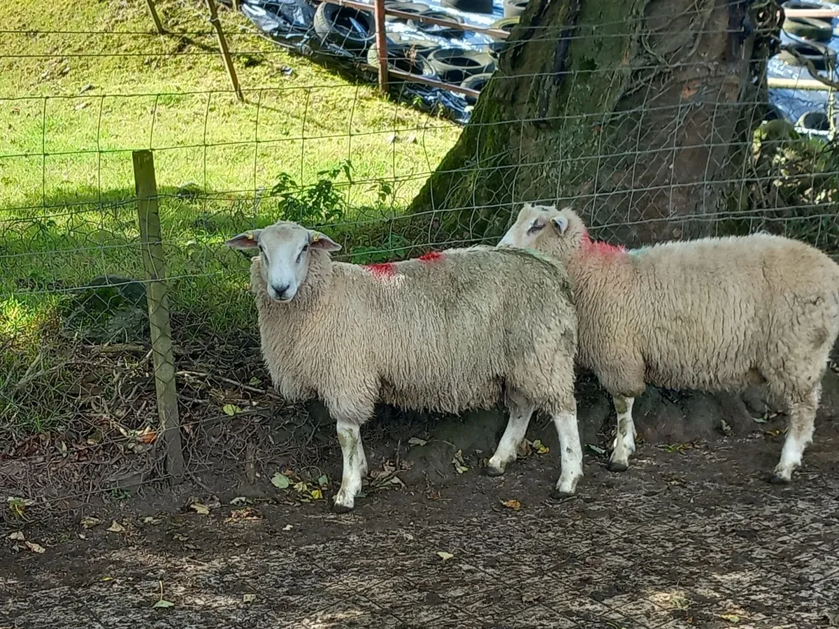 Tefrom Rams - Image 2