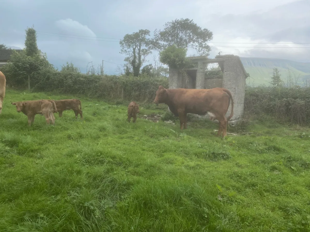 Heifers - Image 3