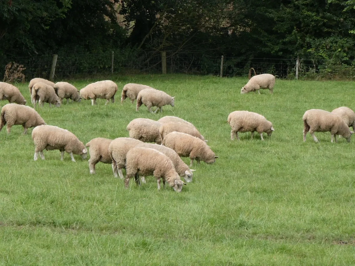 Tefrom Rams - Image 3