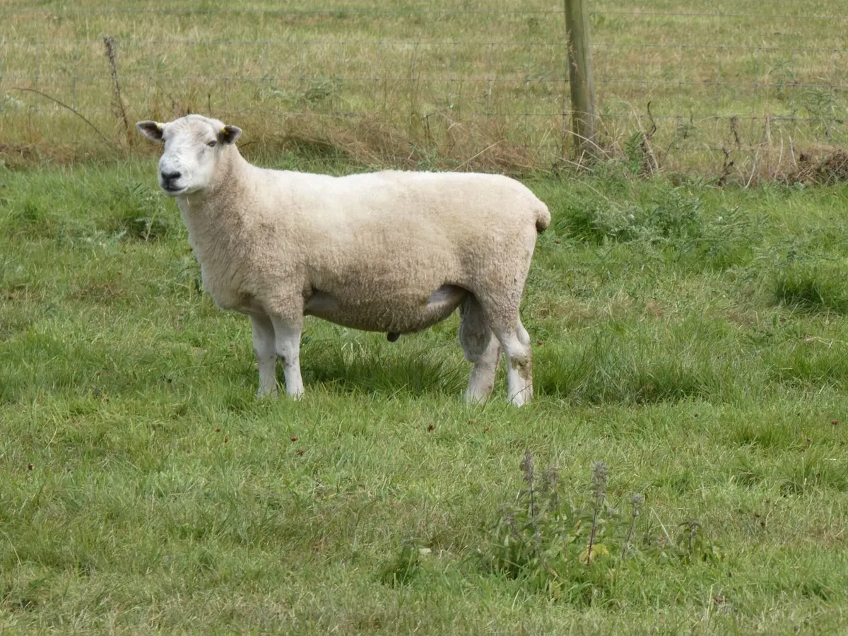 Tefrom Rams - Image 4