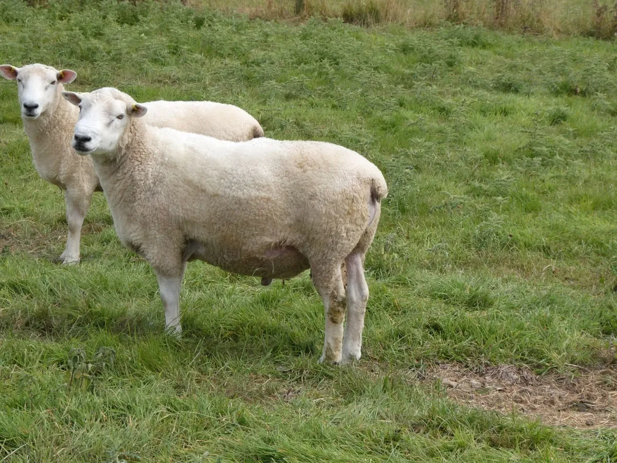 Tefrom Rams - Image 1