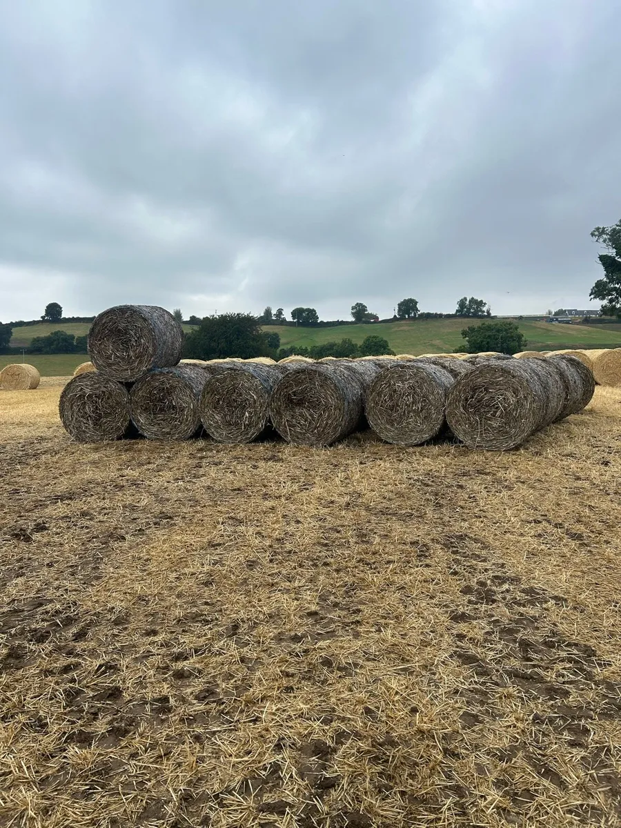 Bean straw - Image 1