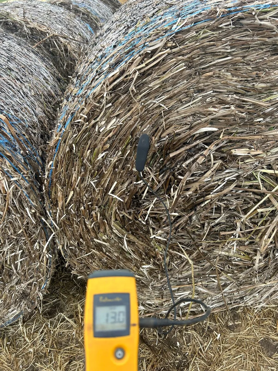 Bean straw - Image 2