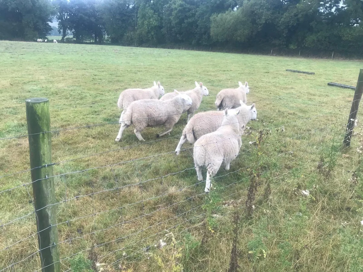 Pedigree North County Cheviot ram lambs - Image 2