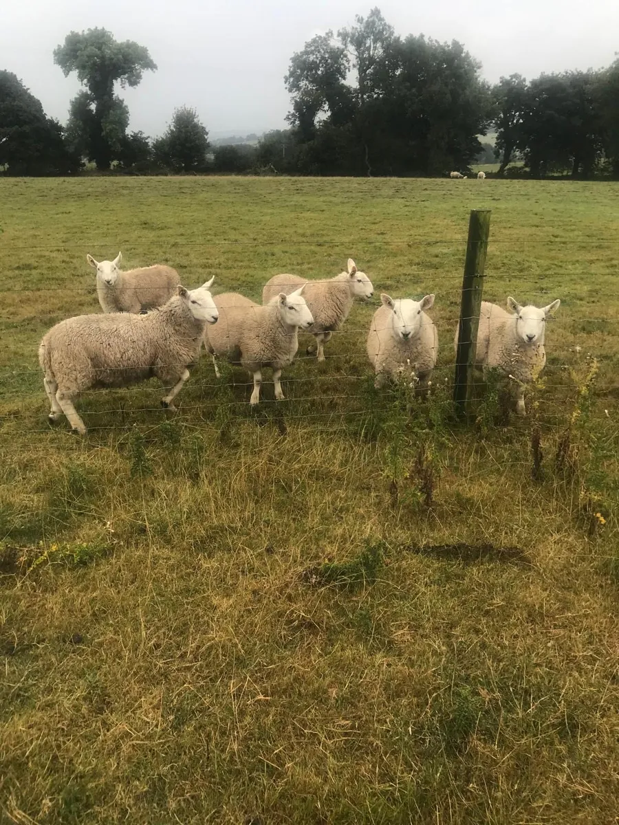 Pedigree North County Cheviot ram lambs - Image 1