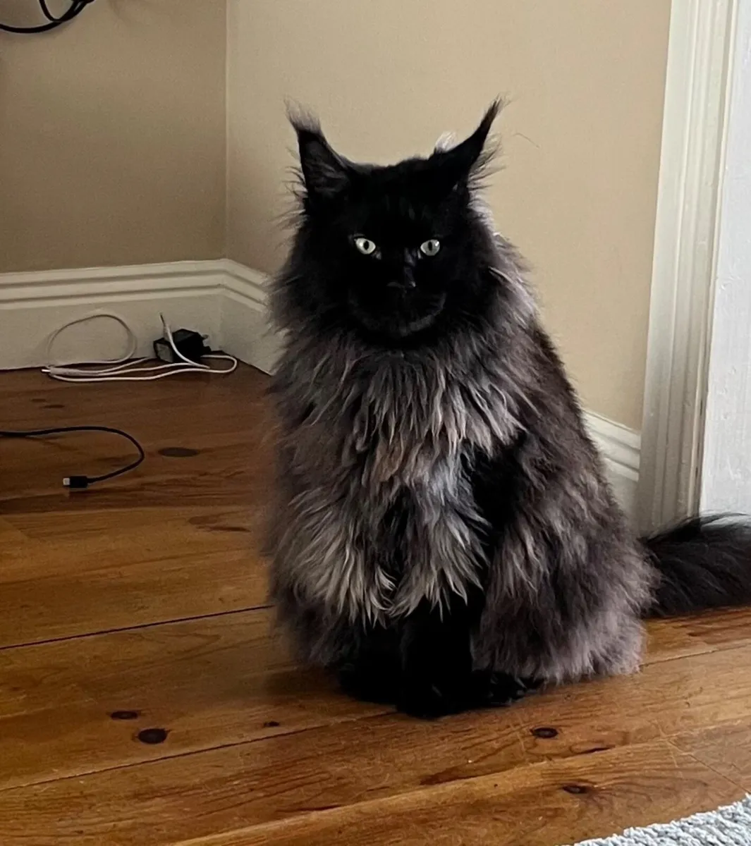 Cat - Image 1