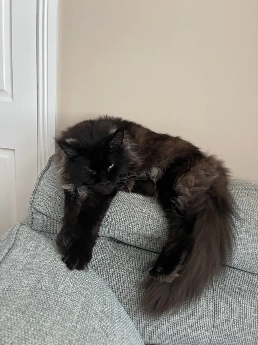 Cat - Image 3