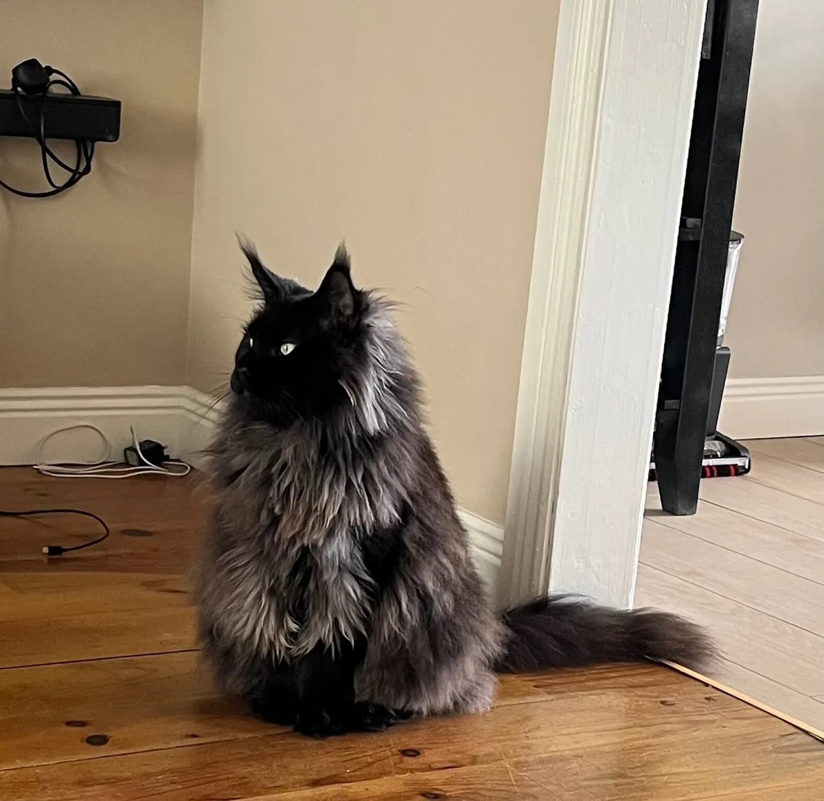 Cat - Image 2