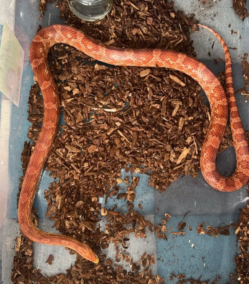 Corn Snake - Image 1