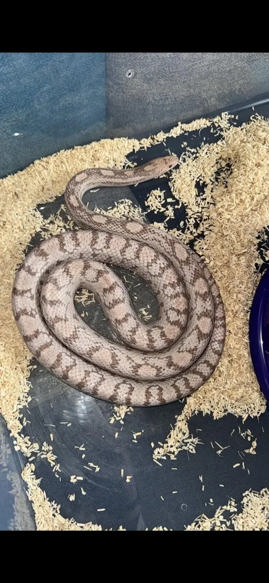 Corn Snake - Image 2