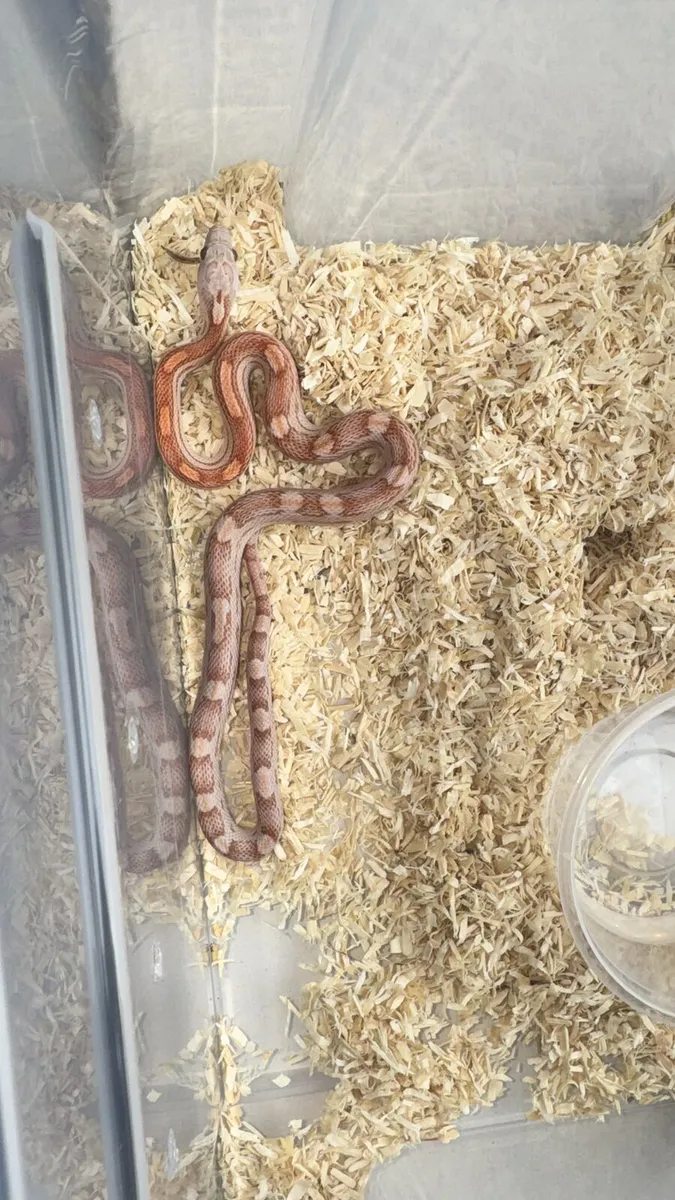 Corn Snake - Image 3
