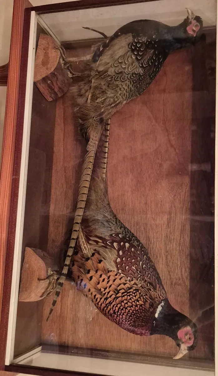 Vintage Taxidermy Pheasants - Image 2