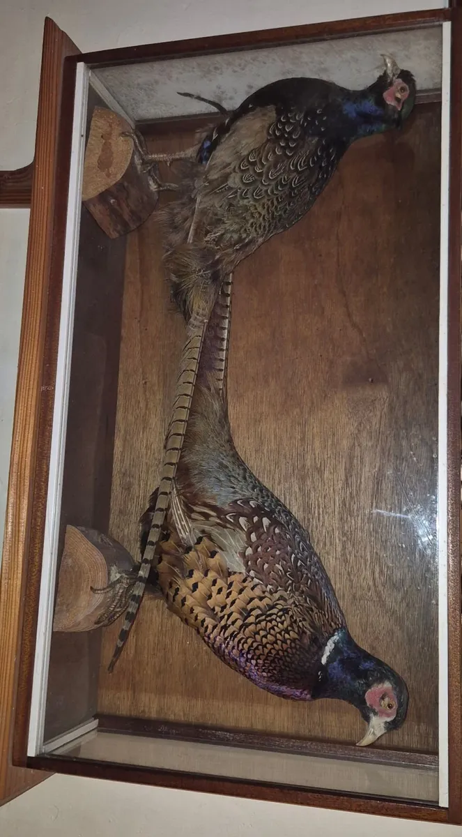 Vintage Taxidermy Pheasants - Image 3