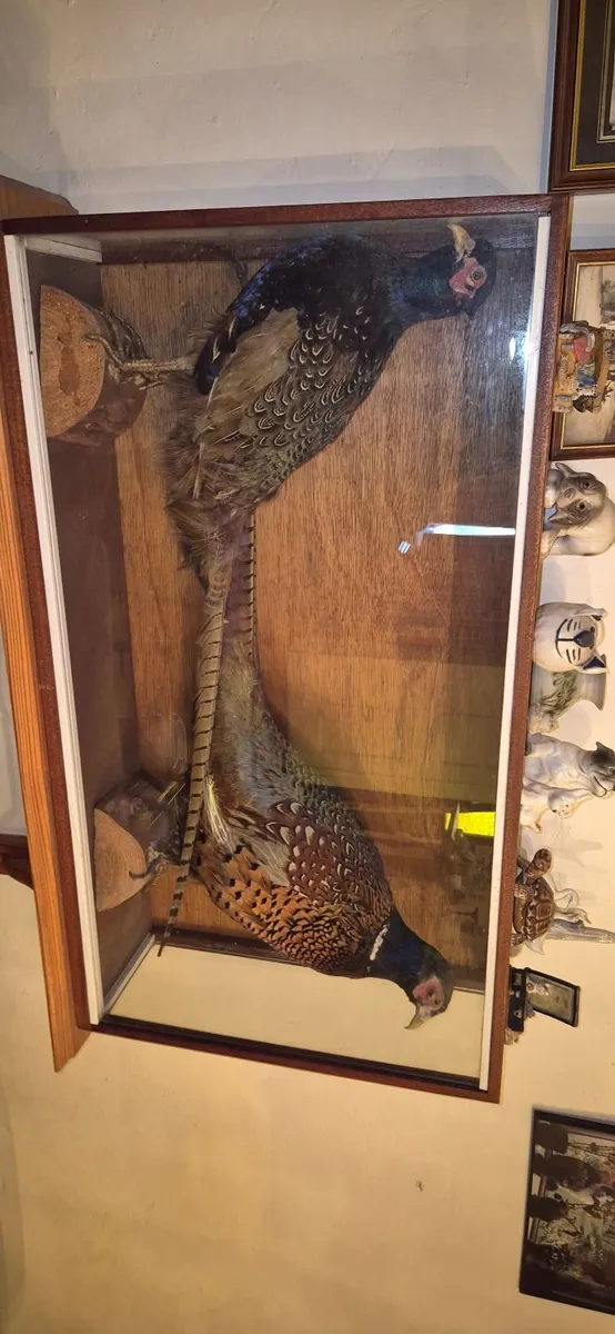 Vintage Taxidermy Pheasants - Image 4