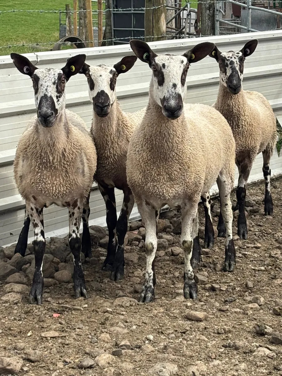 Bluefaced Leicester females - Image 3