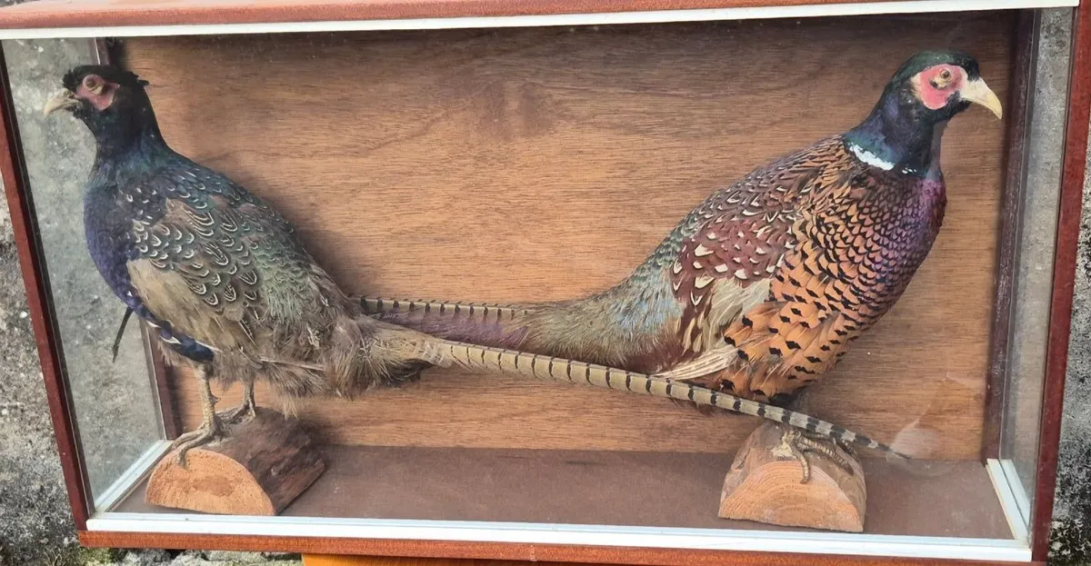 Vintage Taxidermy Pheasants - Image 1