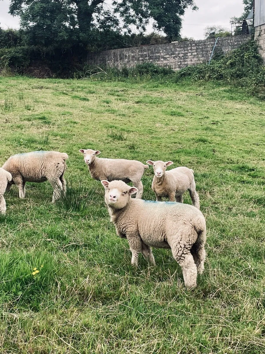 Dorset Ewe lambs - Image 2
