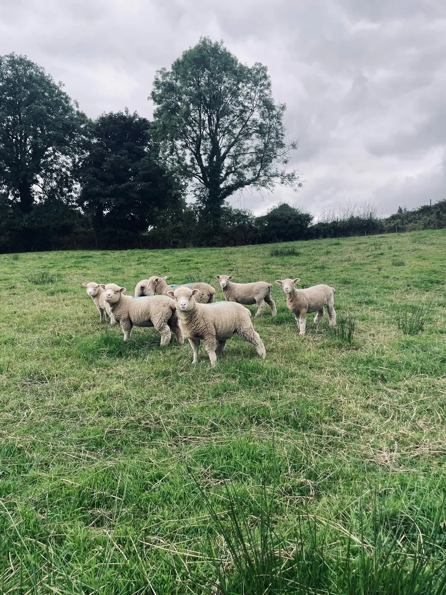 Dorset Ewe lambs - Image 1