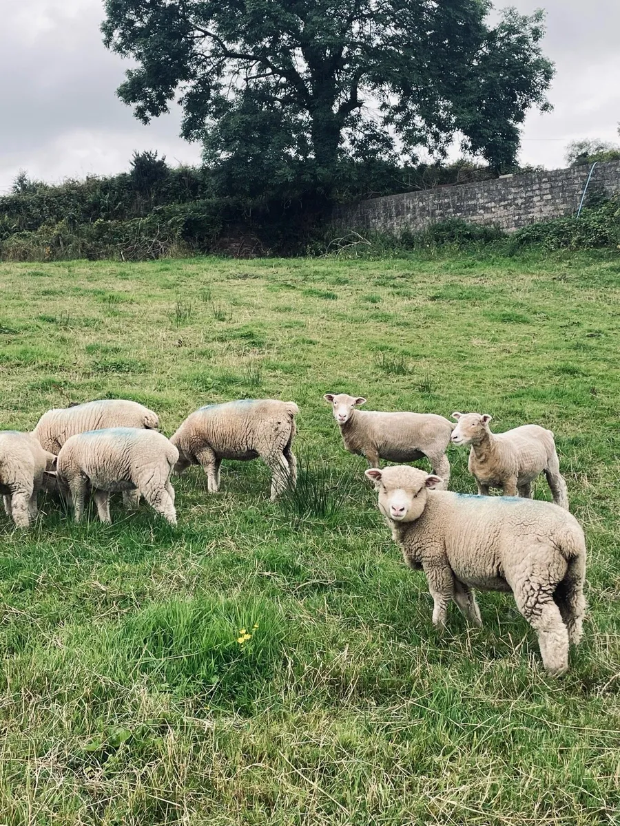 Dorset Ewe lambs - Image 4