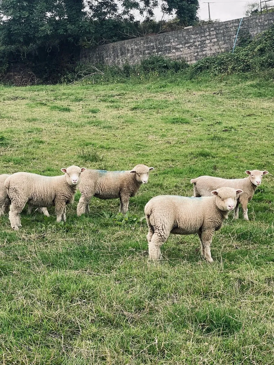 Dorset Ewe lambs - Image 3