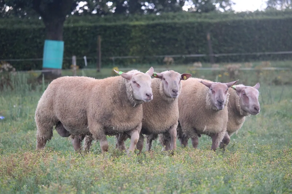 Charollais rams - Image 2