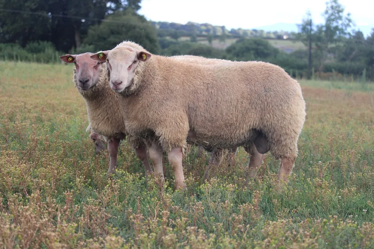 Charollais rams - Image 3