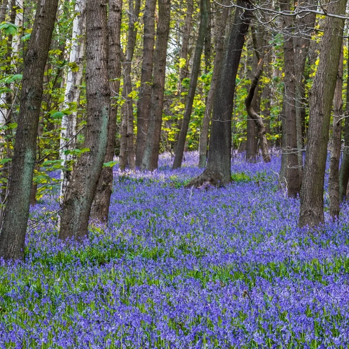 Bulk Native Irish bluebells - Image 1