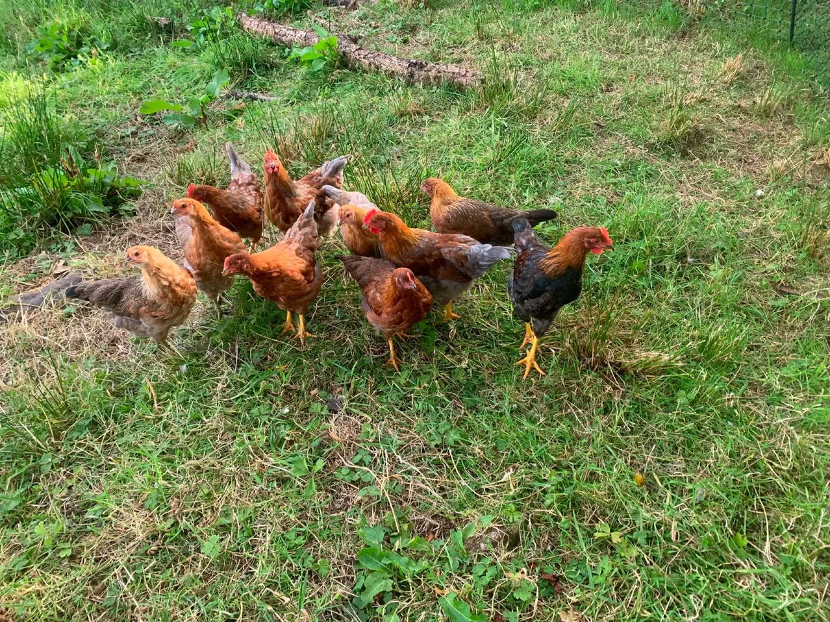 Pullets - Image 2