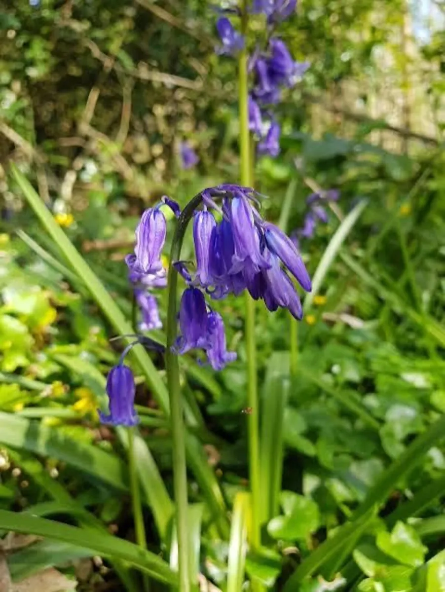 Bulk Native Irish bluebells - Image 4