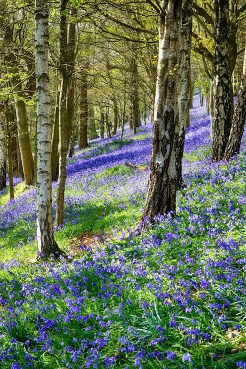 Bulk Native Irish bluebells - Image 2