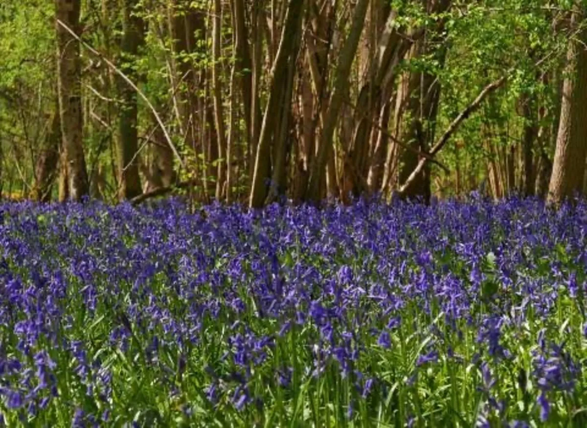 Bulk Native Irish bluebells - Image 3