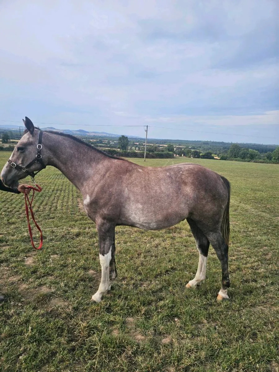 Sports gelding - Image 2